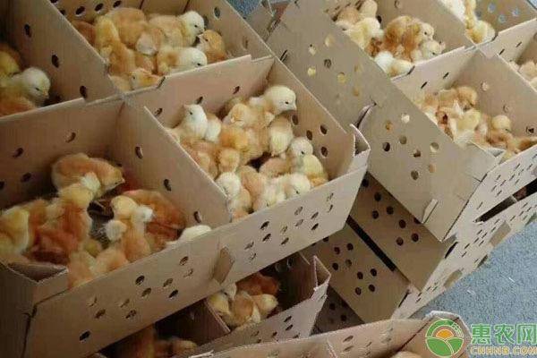 全国鸡苗价格最新行情动态更新🐣📈