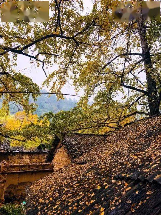 秦义最新，自然美景探索之旅