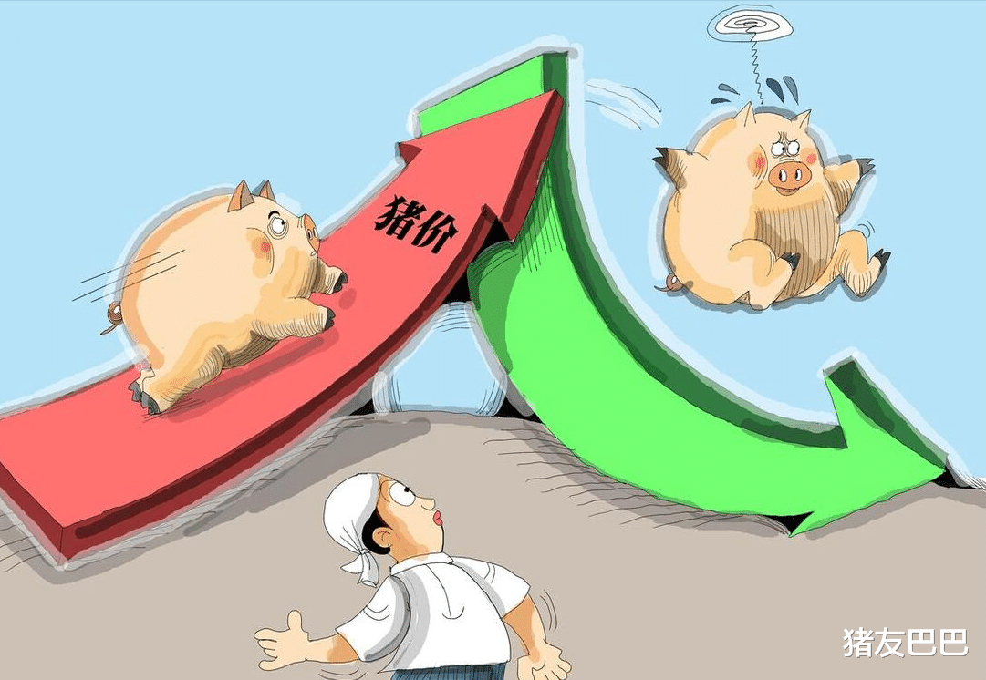 猪肉行情最新分析，变化中的机遇与自我超越之旅