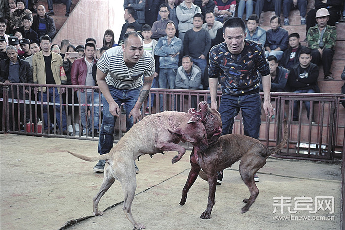 最新斗狗比赛大全，科技盛宴，感受极致激情之战