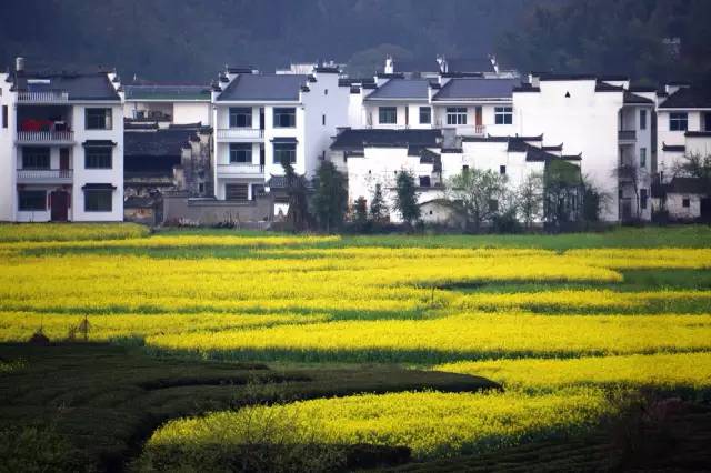 徐州丰县苹果最新价格，探寻自然美景，寻找内心宁静之旅