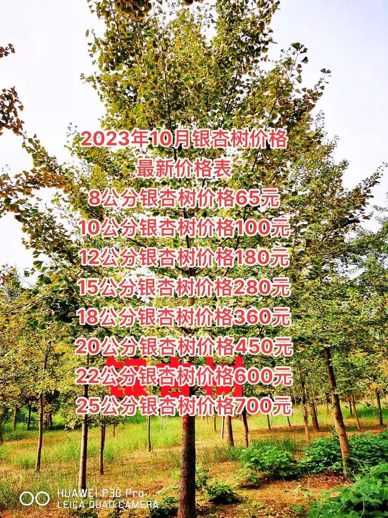 最新香樟树价格表概览，绿色价值一览无余