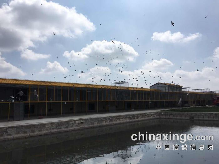 帝辉公棚最新动态，引领行业发展前沿资讯，揭秘最新动态